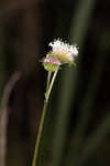 Snow squarestem